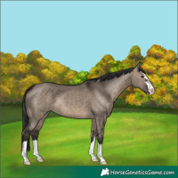 Horse Color:Brown Dun