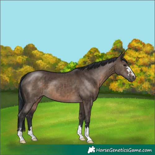 Horse Color:Brown Dun Brindle