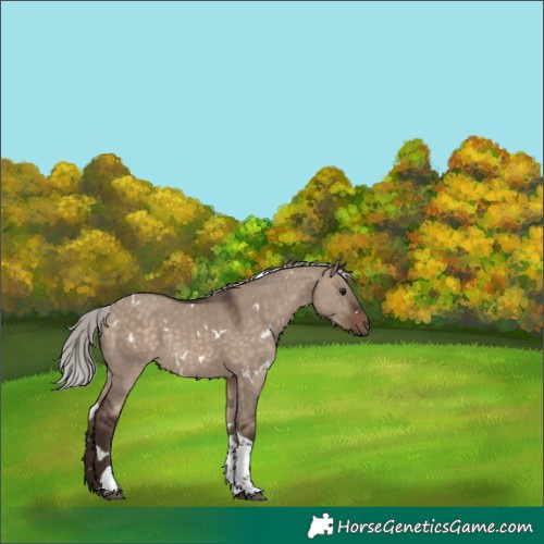 Horse Color:White Spotted Silver Brown Dun Tobiano Rabicano 