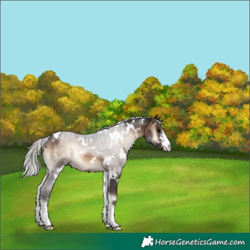 Horse Color:White Spotted Silver Brown Onyx Sabino 