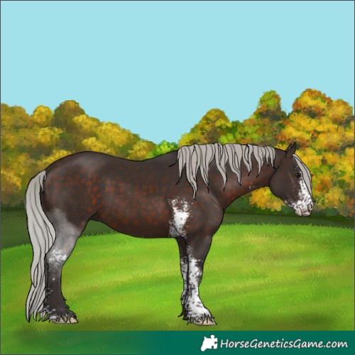 Horse Color:Silver Brown Sabino 