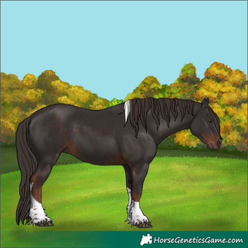 Horse Color:Liver Chestnut Tobiano 