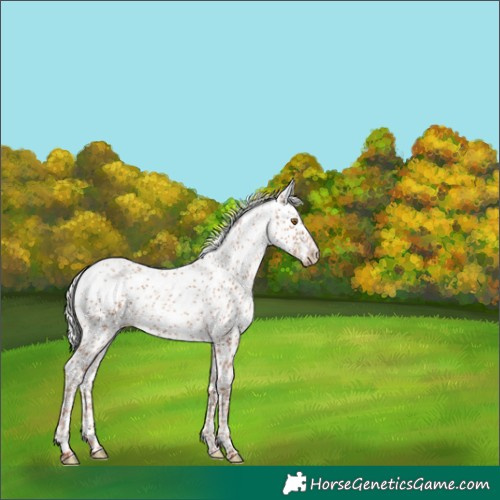 Horse Color:Silver Classic Champagne Sabino 