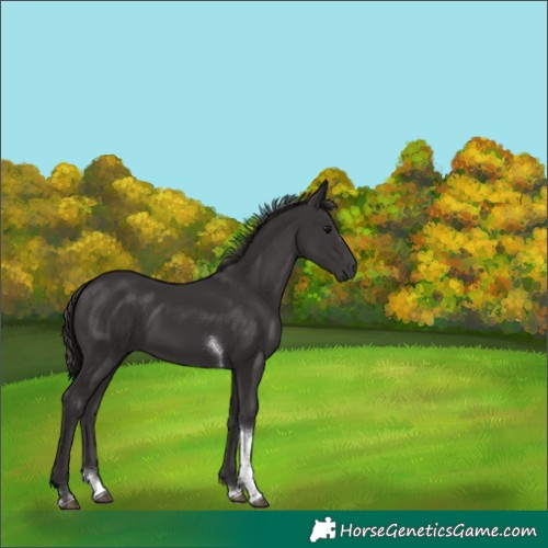 Horse Color:Smoky Black Tobiano 