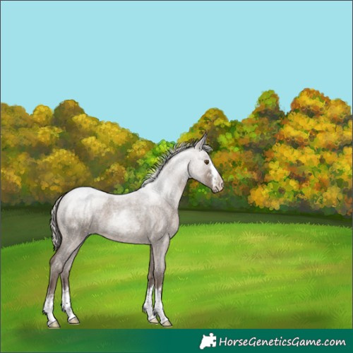 Horse Color:Silver Grullo Roan 