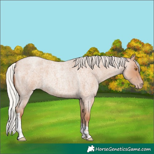 Horse Color:Silver Classic Champagne Roan Tobiano 