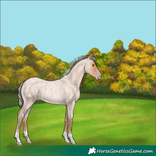 Horse Color:Silver Classic Champagne Roan Tobiano 