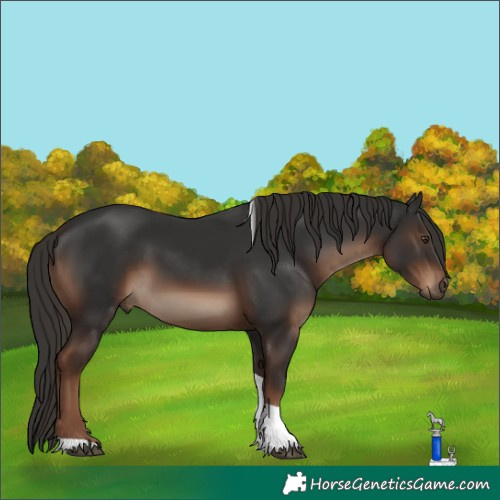 Horse Color:Liver Chestnut Tobiano 
