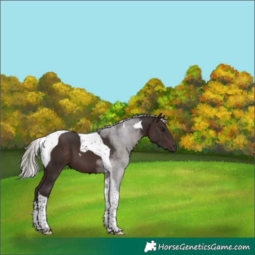 Horse Color:Silver Brown Tobiano 