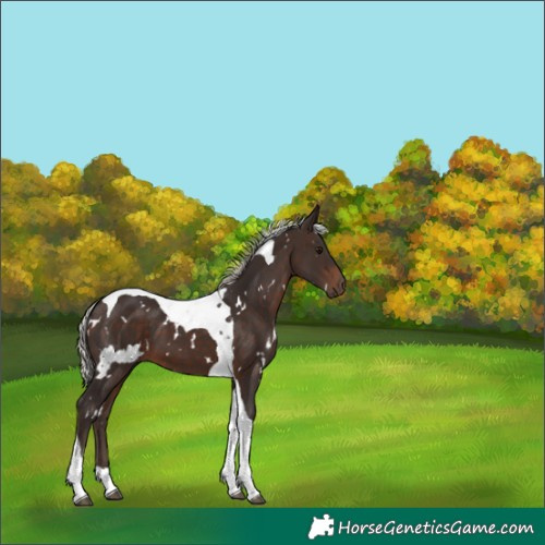 Horse Color:White Spotted Silver Brown Tobiano 