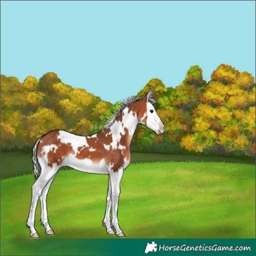 Horse Color:White Spotted Silver Brown Splash 