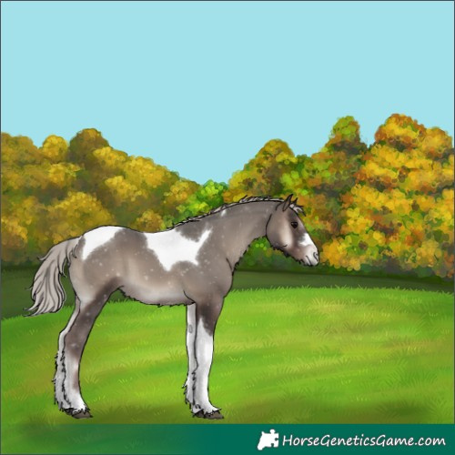 Horse Color:Silver Blue Onyx Tobiano 
