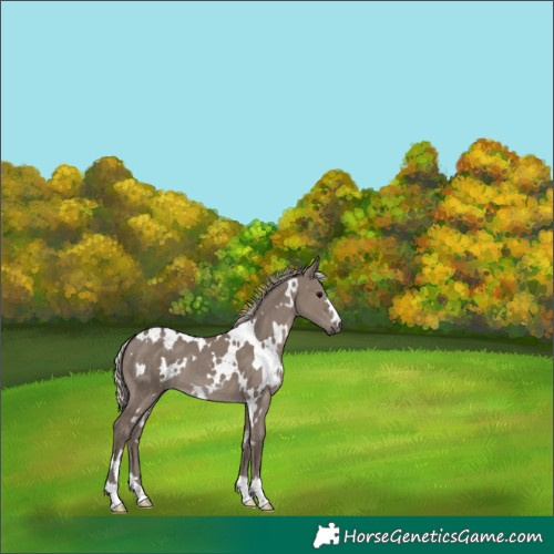 Horse Color:White Spotted Silver Grullo