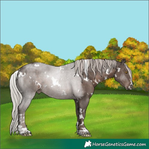 Horse Color:White Spotted Silver Black Rabicano 