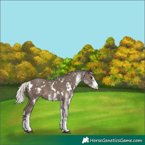 Horse Color:White Spotted Silver Black 
