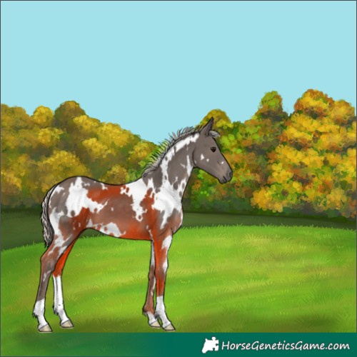 Horse Color:White Spotted Silver Black 