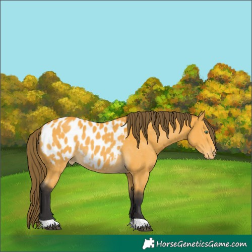 Horse Color:Buckskin Appaloosa 