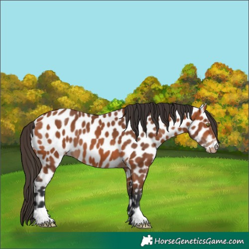 Horse Color:Bay Leopard 