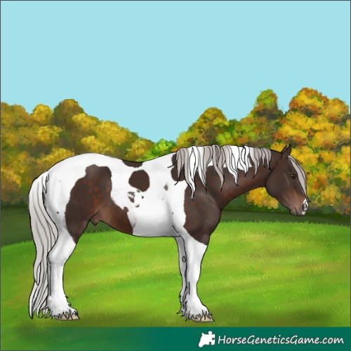Horse Color:Silver Brown Tobiano 