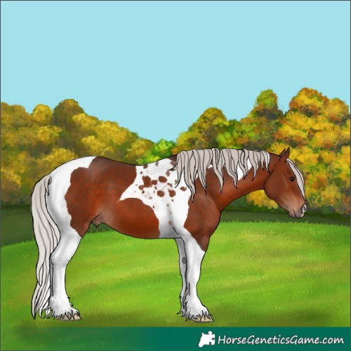 Horse Color:Silver Brown Tobiano 