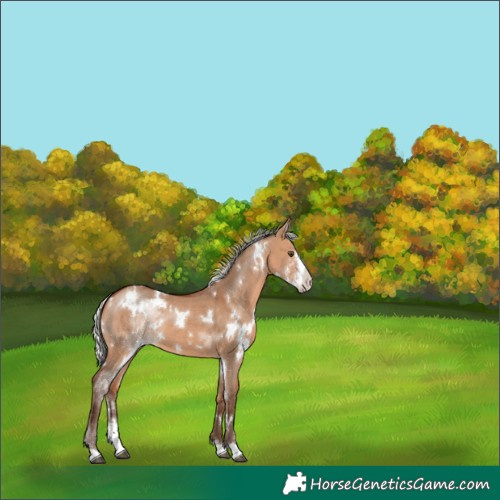 Horse Color:White Spotted Silver Bay Dun Sabino 
