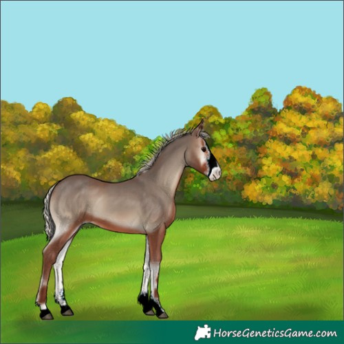 Horse Color:Silver Blue Onyx Sabino 