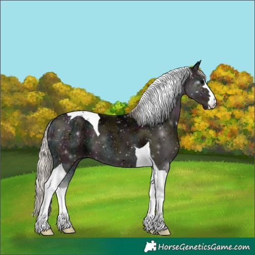 Horse Color:Midnight Silver Blue Onyx Ice Tobiano 