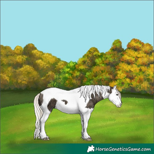 Horse Color:Silver Smoky Black Ice Splash Tobiano 