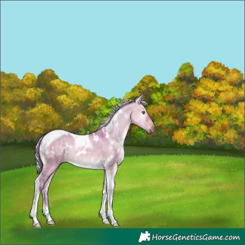Horse Color:Watercolor White Spotted Silver Bay Dun Tobiano Rabicano 