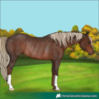 Horse Color:Liver Chestnut Rabicano