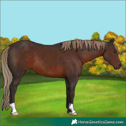 Horse Color:Liver Chestnut 
