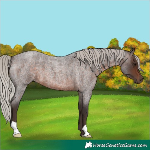Horse Color:Silver Brown Roan 