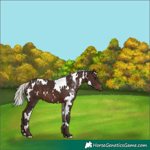 Horse Color:White Spotted Silver Brown 