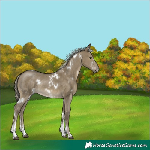 Horse Color:White Spotted Silver Smoky Grullo Sabino Rabicano 