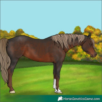 Horse Color:Liver Chestnut