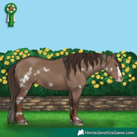 Horse Color:White Spotted Liver Red Dun Splash 