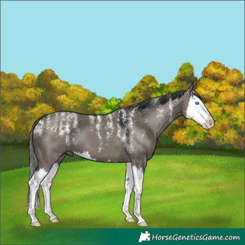 Horse Color:Powder White Grullo Splash 