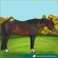 Horse Color:Brown Appaloosa