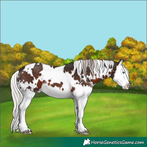 Horse Color:White Spotted Silver Brown Splash 