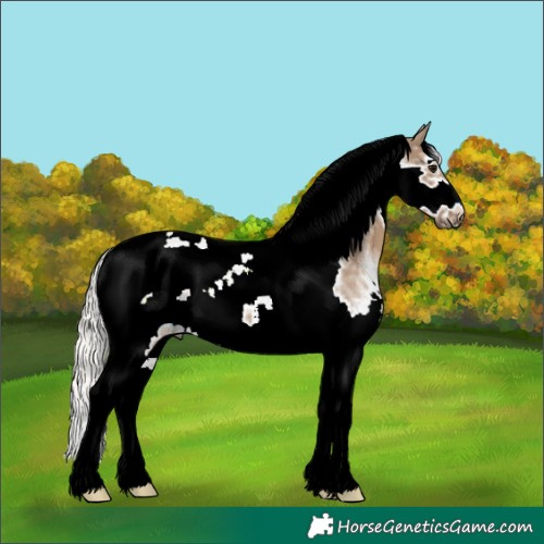 Horse Color:Silver Grullo Ice Sabino Tobiano Frame 