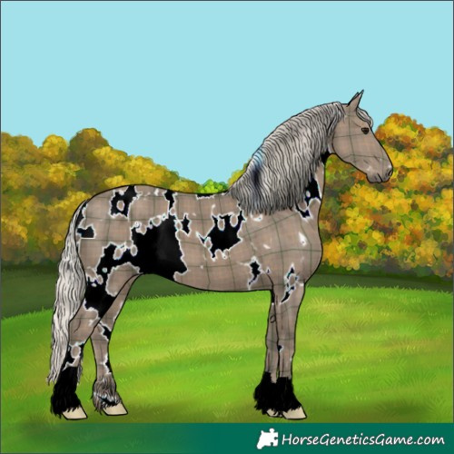 Horse Color:Plaid  White Spotted Silver Black 