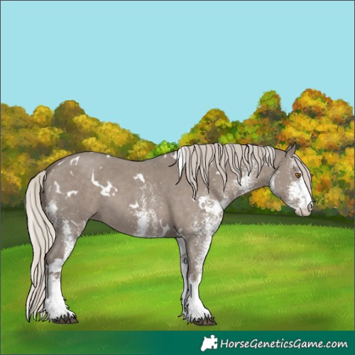 Horse Color:White Spotted Silver Grullo 