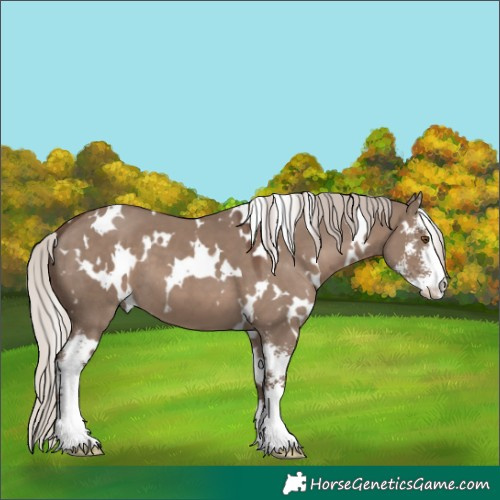 Horse Color:White Spotted Silver Grullo Sabino 