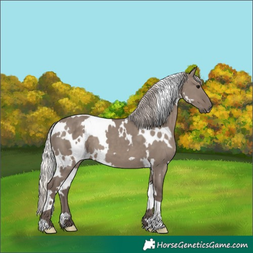 Horse Color:White Spotted Silver Grullo 