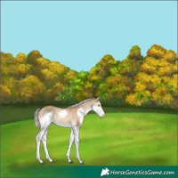 Horse Color:Chocolate Palomino Dun Splash