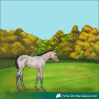 Horse Color:Bay Ice Roan 