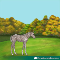 Horse Color:Silver Black Ice Tobiano 