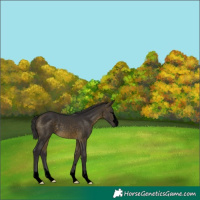 Horse Color:Void Buckskin