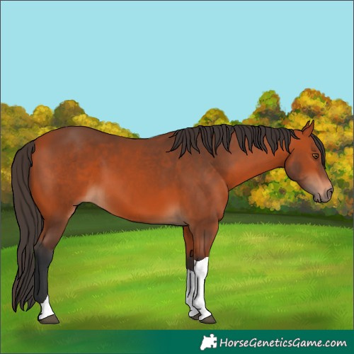 Horse Color:Bay Tobiano