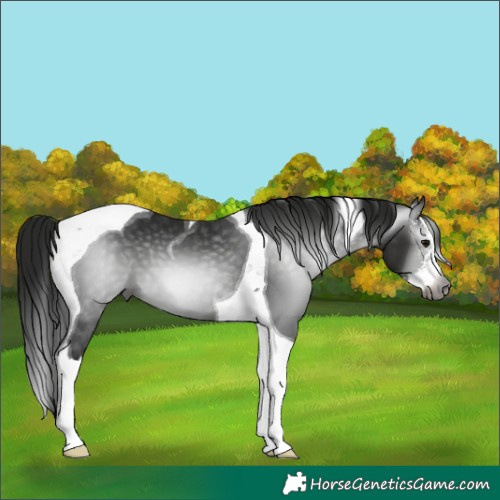Horse Color:Gray Black Sabino Splash Tobiano 
